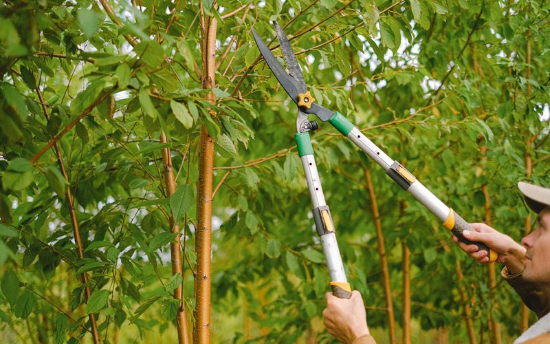 Tree trimming in Millersburg, IN