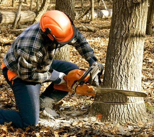 Tree Removal in Millersburg, IN
